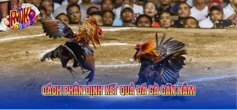 Cách phân định kết quả đá gà cần nắm