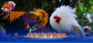 đá gà trực tiếp hôm nay