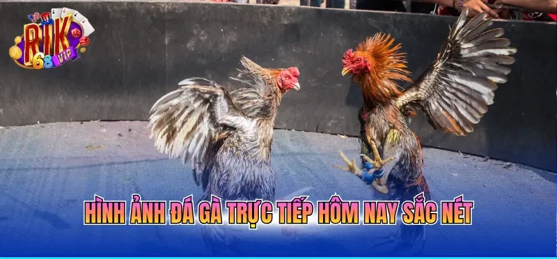Hình ảnh đá gà trực tiếp hôm nay sắc nét