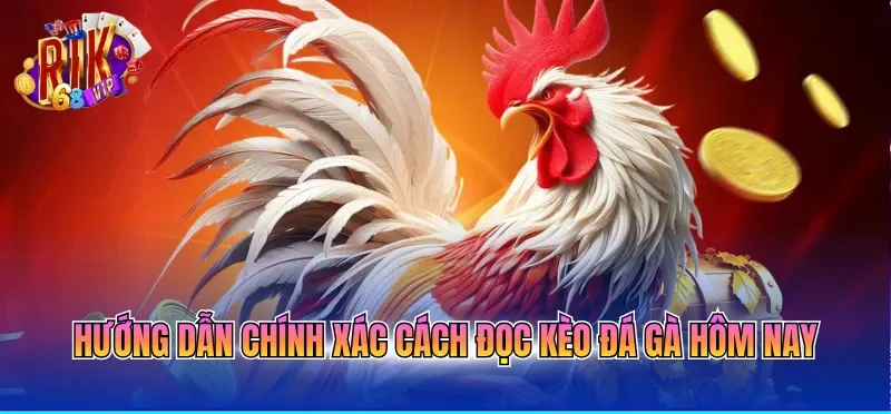 Hướng dẫn chính xác cách đọc kèo đá gà hôm nay