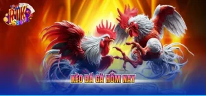 Kèo đá gà hôm nay
