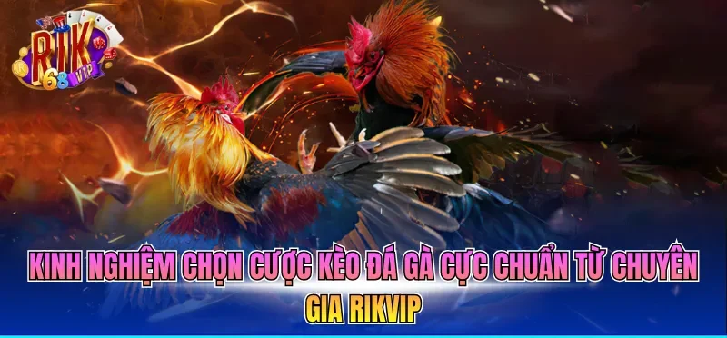 Kinh nghiệm chọn cược kèo đá gà cực chuẩn từ chuyên gia RIKVIP 