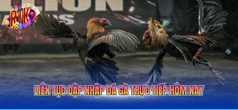 Liên tục cập nhập đá gà trực tiếp hôm nay