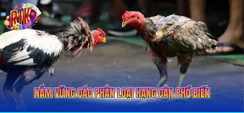 Nắm vững các phân loại hạng cân phổ biến